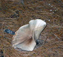 This older fruiting body shows the pine needles on ground in its habitat.
